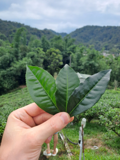 Cesta na Taiwan - História, súčasnosť a trendy červených čajov 2/3 (18.07.)